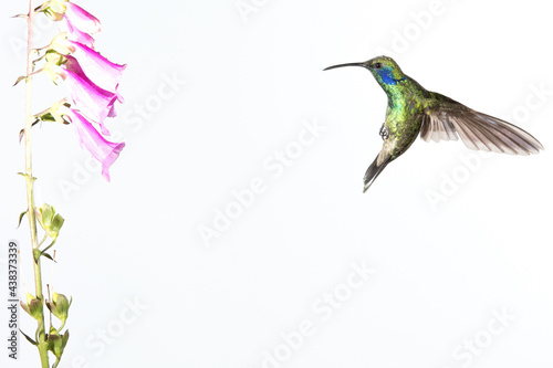 Hummingbird Flying Around A Beautiful Flower photo