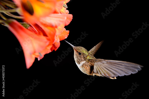 Hummingbird Flying Around A Beautiful Flower photo