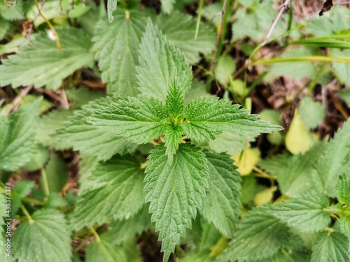 Wallpaper Mural Stinging nettle, Stinging nettle in nature. Torontodigital.ca