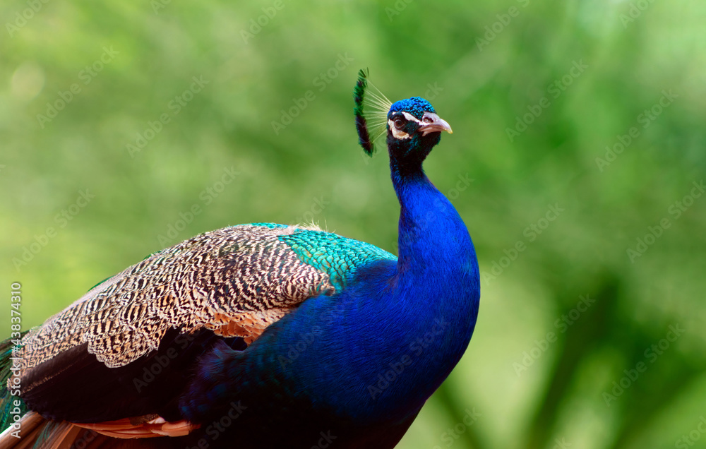 Close up of the cute peacock (large bird) on a green background Close up of the cute peacock (large bird) on a green background
