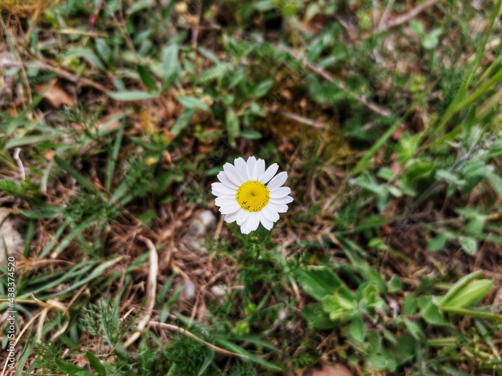 Daisy. daisy flower. Chamomile flower in the garden. Background nature photo. Daisy. daisy flower. Chamomile flower in the garden. Background nature photo.