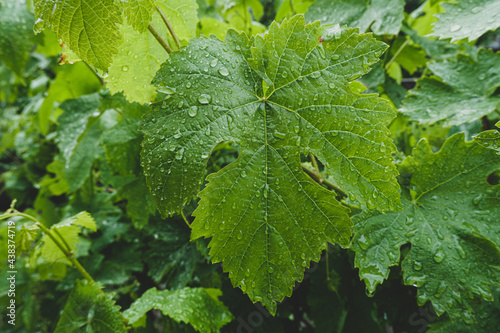 grape leaves in the vineyard rainy water drops