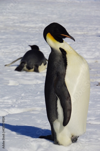 penguin emperor