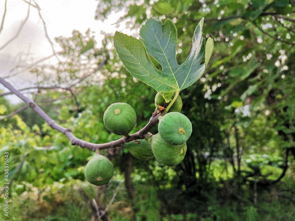 Fig on tree branch. Fig tree and fig leaves.