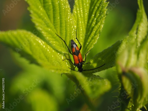 Close up of a orange and black bug on a leaf - Stenurella bifasciata photo