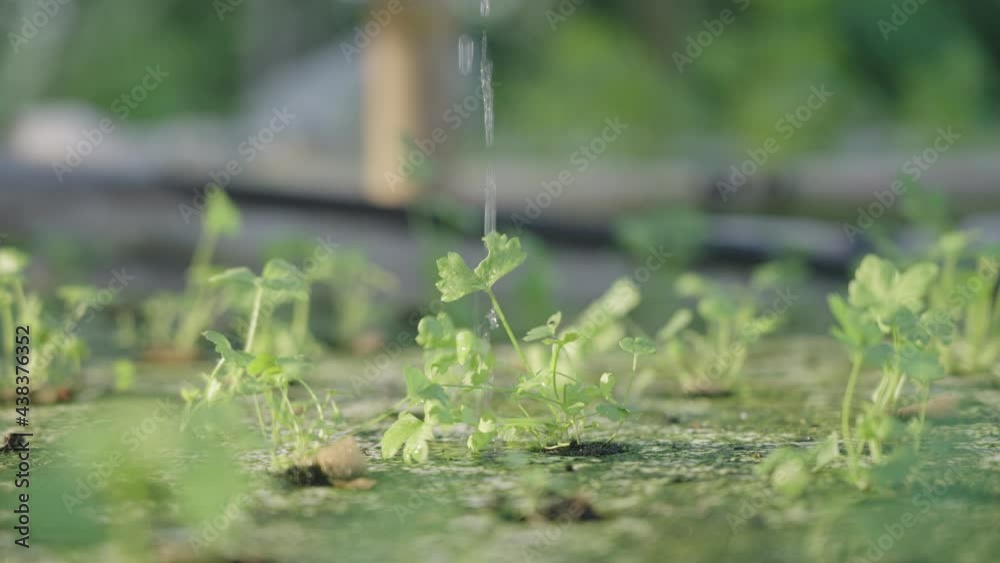 Hands watering young growing celery on a nursery seedling sponge, modern technology hydroponic growing system, conservation of natural resources and sustainability, slow motion clear water drops Hands watering young growing celery on a nursery seedling sponge, modern technology hydroponic growing system, conservation of natural resources and sustainability, slow motion clear water drops