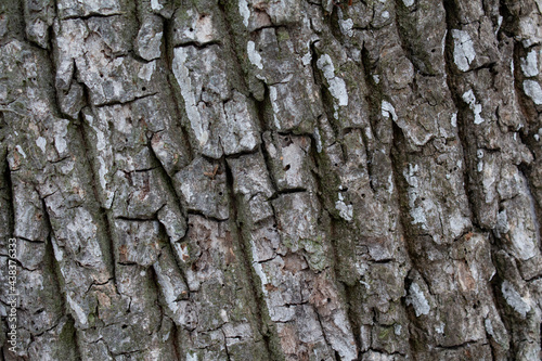 oak bark, wooden background