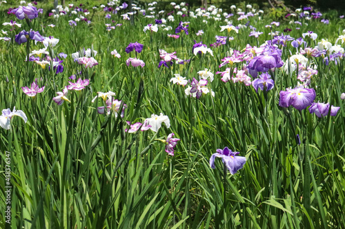 菖蒲 花菖蒲 しょうぶ 紫 グリーン 鮮やか 美しい 可憐 綺麗 かわいい さわやか あやめ 6月