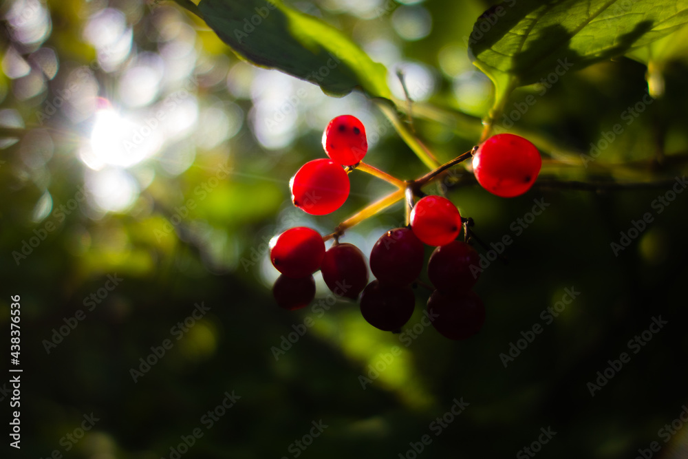 isolated red autumn berries with the sun shining in the background with a natural green background