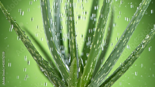Aloe Vera leaves with rain, freeze motion, isolated on gradient green background. Close-up.