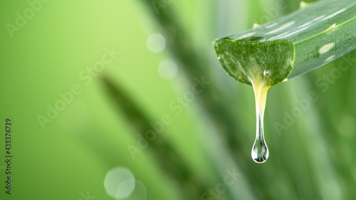 Aloe Vera leaf leaf with dr...