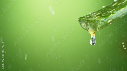 Aloe Vera leaf leaf with dr...
