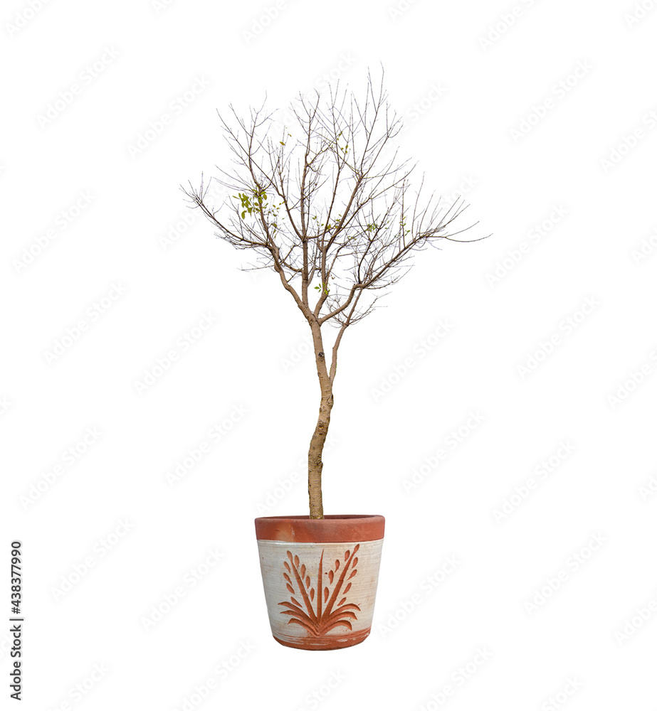 Obraz premium tree isolated on white