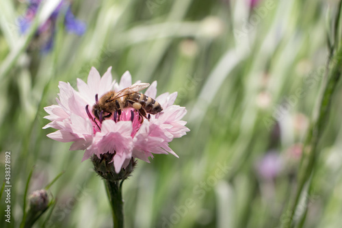 Bilde på lerret A honey bee collects nectar, pollen from a pink cornflower flower, space for text