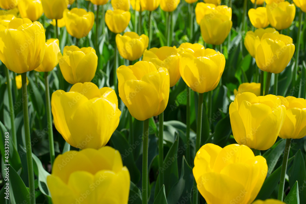 Blooming spring yellow tulips close-up. Full frame of tulips, soft selective focus Blooming spring yellow tulips close-up. Full frame of tulips, soft selective focus