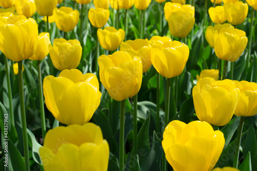 Blooming spring yellow tulips close-up. Full frame of tulips  soft selective focus