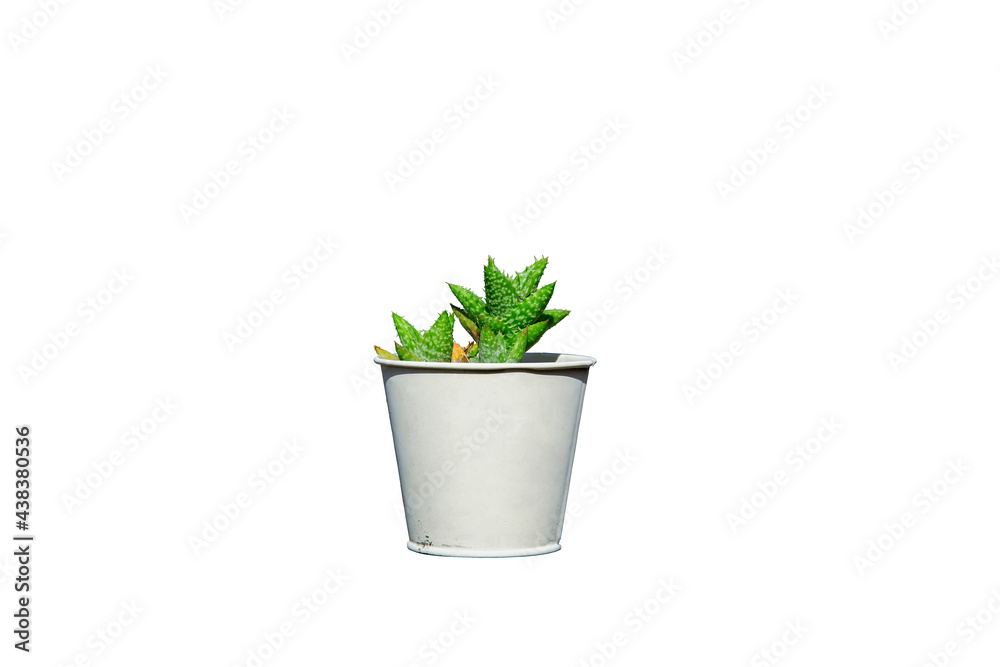 cactus in a pot isolate white cactus in a pot isolate white