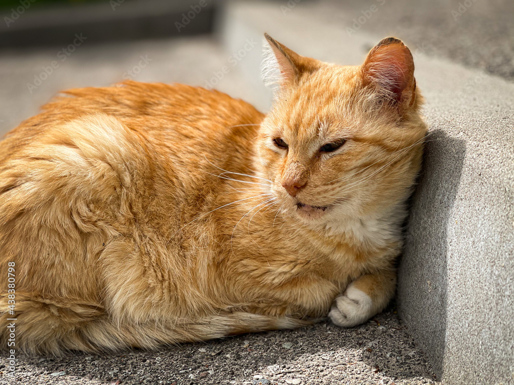 Cute ginger cat sleeping on the street near the curb on the pavement. Cute ginger cat sleeping on the street near the curb on the pavement.