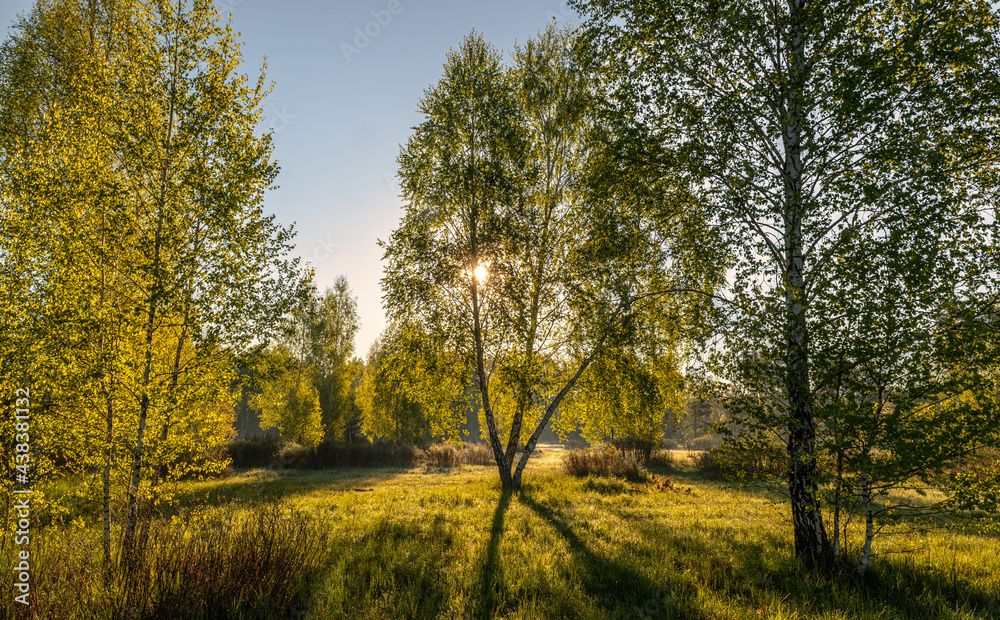 Nice sunny morning. The rays of the sun play in the branches of the trees. Nice walk in nature.