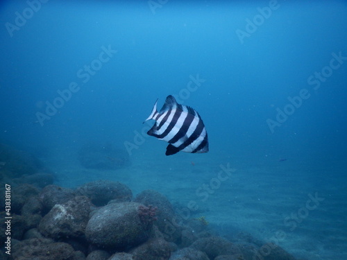 伊豆の海でダイビング中に見かけたハッキリした縞模様が特徴的なイシダイ
