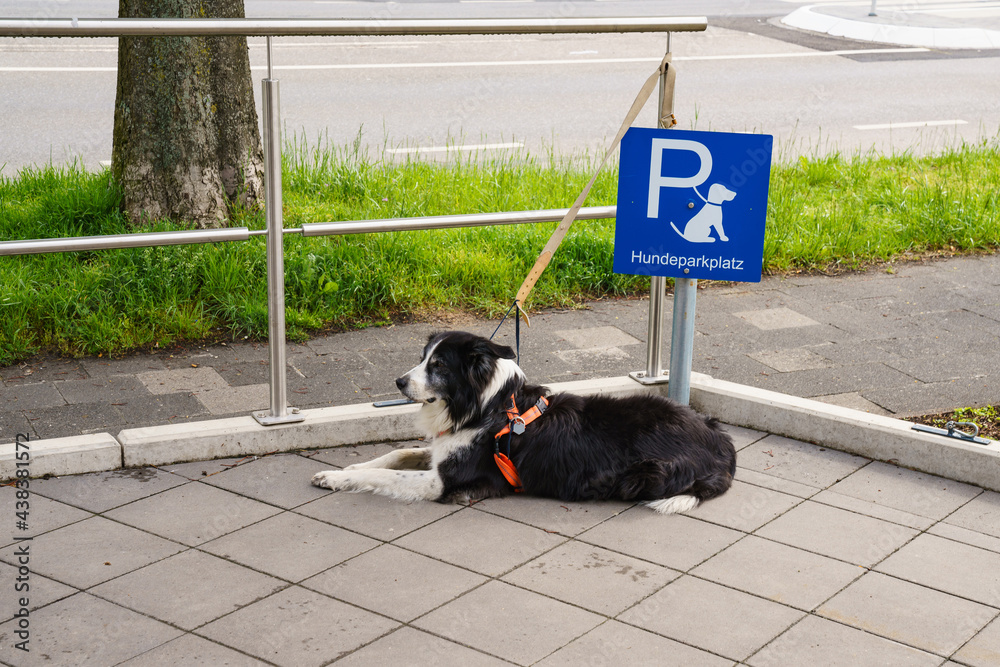A black and white dog  leashed at designated dog parking area of shopping mall.