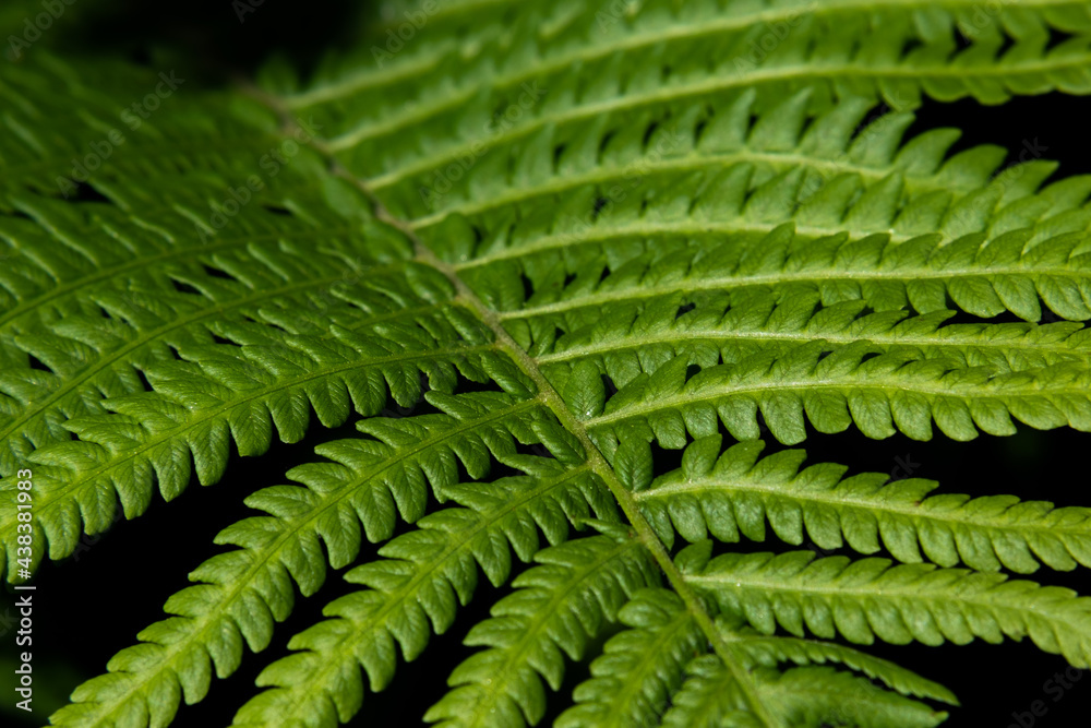 green fern leaf in the forest