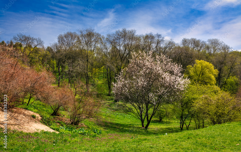 Beautifully blooming trees. Sunny day. Nice walk in nature. Beautifully blooming trees. Sunny day. Nice walk in nature.