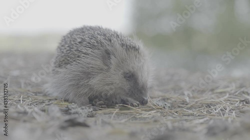 A close up of a hedgehog