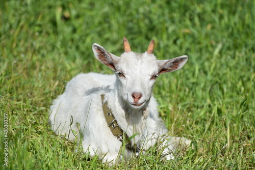 White cute goat sitting in the green field, countryside photo