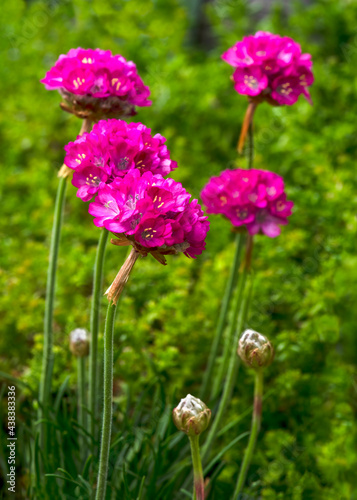 armeria alpin flowers photo