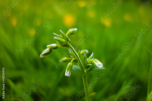 single wildflower stem with white flowers on a background of natural green with faint yellow flowers