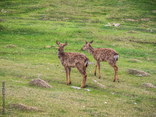 Two dirty deer fawns in an open meadow in summer. © sablinstanislav