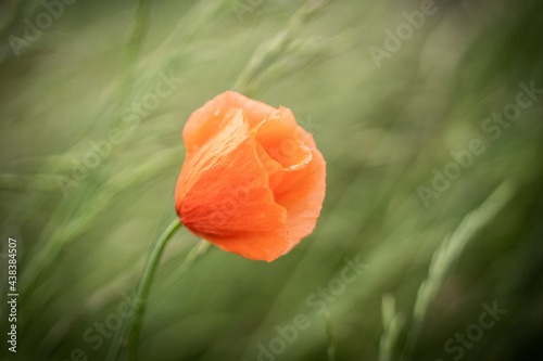 red poppy flower