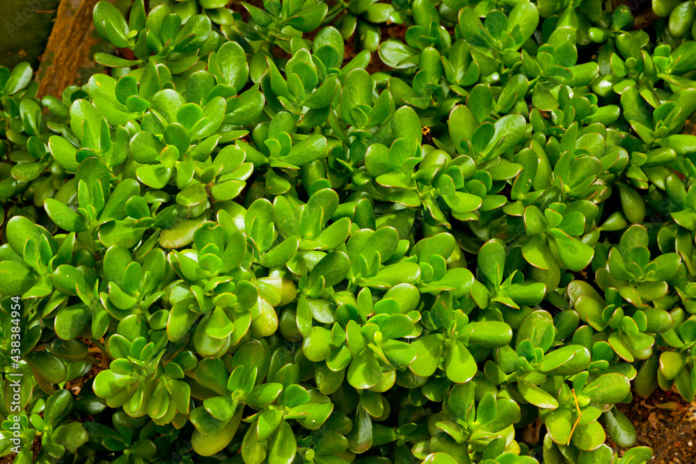 Close-up leaves of Crassula Ovata (also known as Jade Plant, Lucky Plant, Money Plant or Money Tree), succulent plant native to the South Africa, common as a houseplant worldwide