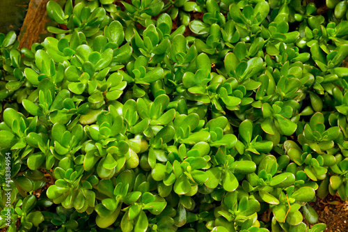 Close-up leaves of Crassula Ovata (also known as Jade Plant, Lucky Plant, Money Plant or Money Tree), succulent plant native to the South Africa, common as a houseplant worldwide © katatonia