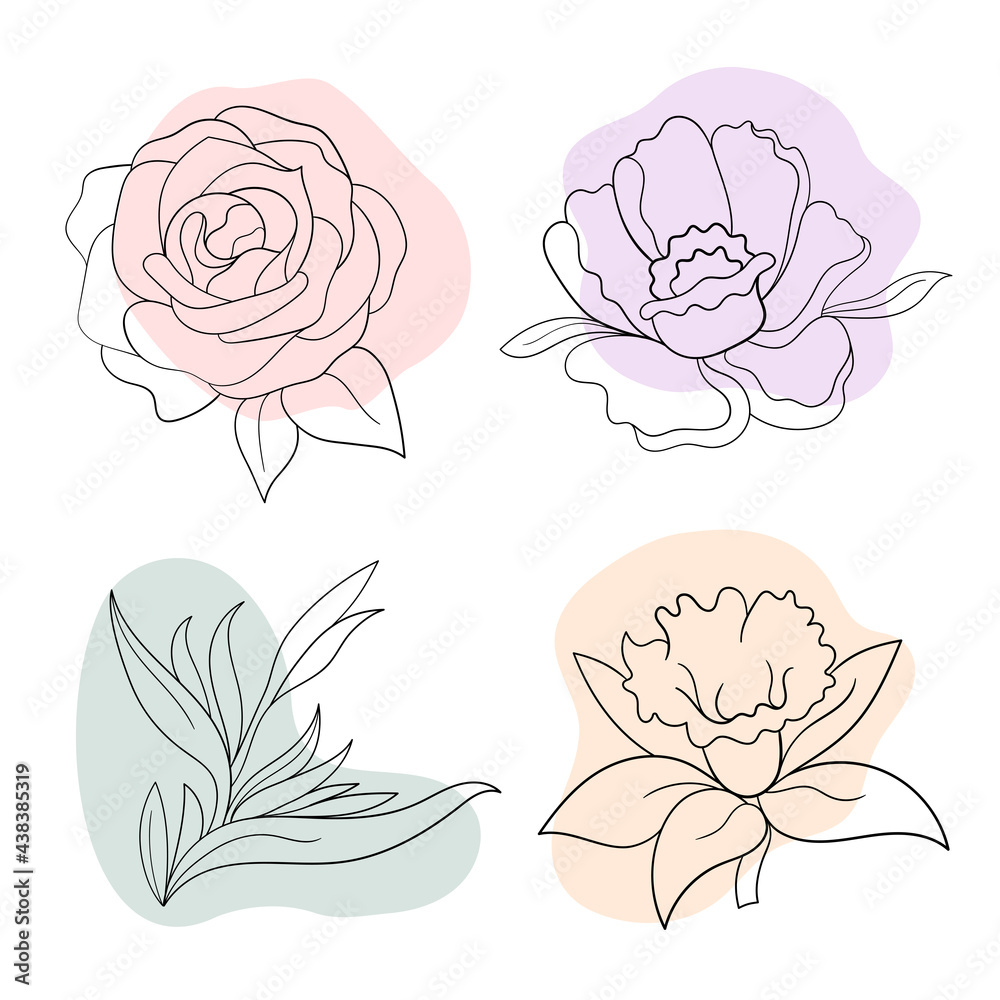 Vector line black illustration graphics flowers: peony, rose, strelitzia, daffodil with colors stains Vector line black illustration graphics flowers: peony, rose, strelitzia, daffodil with colors stains