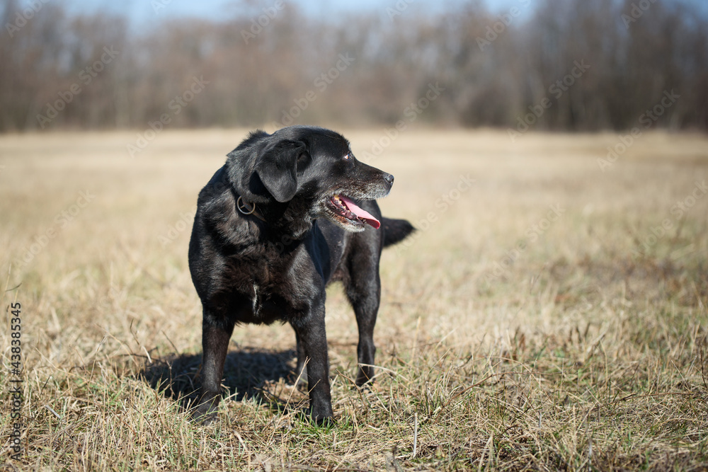Black dog from animal shelter. This dog has been dumped and now he posing during a regular walk. Black dogs are not a favorite but this dog is waiting for adopters Black dog from animal shelter. This dog has been dumped and now he posing during a regular walk. Black dogs are not a favorite but this dog is waiting for adopters