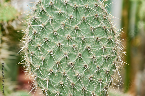 Macro photo Cactus needles close-up view.