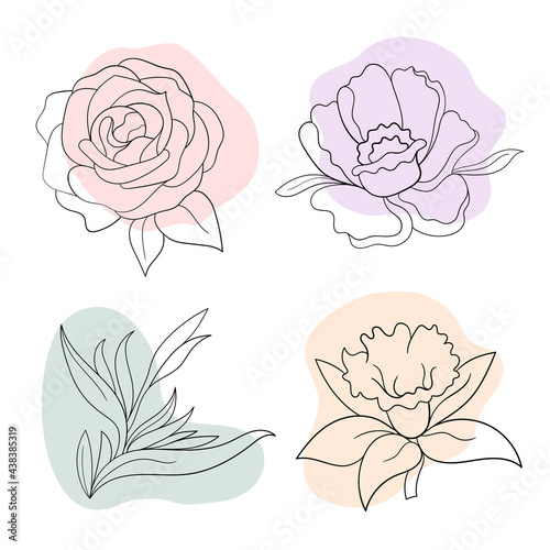 Vector line black illustration graphics flowers: peony, rose, strelitzia, daffodil with colors stains