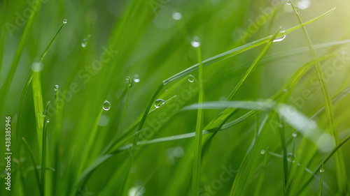 Juicy green grass on meadow with drops of water dew in morning light in spring summer outdoors close-up macro, panorama background . Artistic image of purity and freshness of nature
