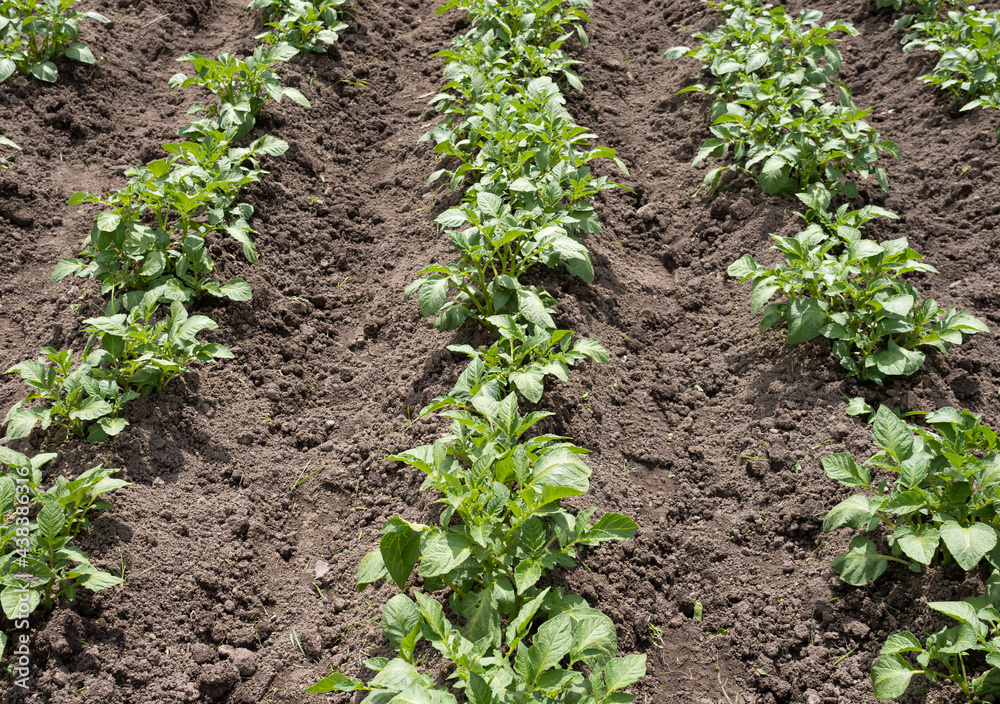 Green young potato plants (Solanum tuberosum) in row growing in garden on brown soil. Close up. Organic farming, healthy food, BIO viands, back to nature concept. Green young potato plants (Solanum tuberosum) in row growing in garden on brown soil. Close up. Organic farming, healthy food, BIO viands, back to nature concept.