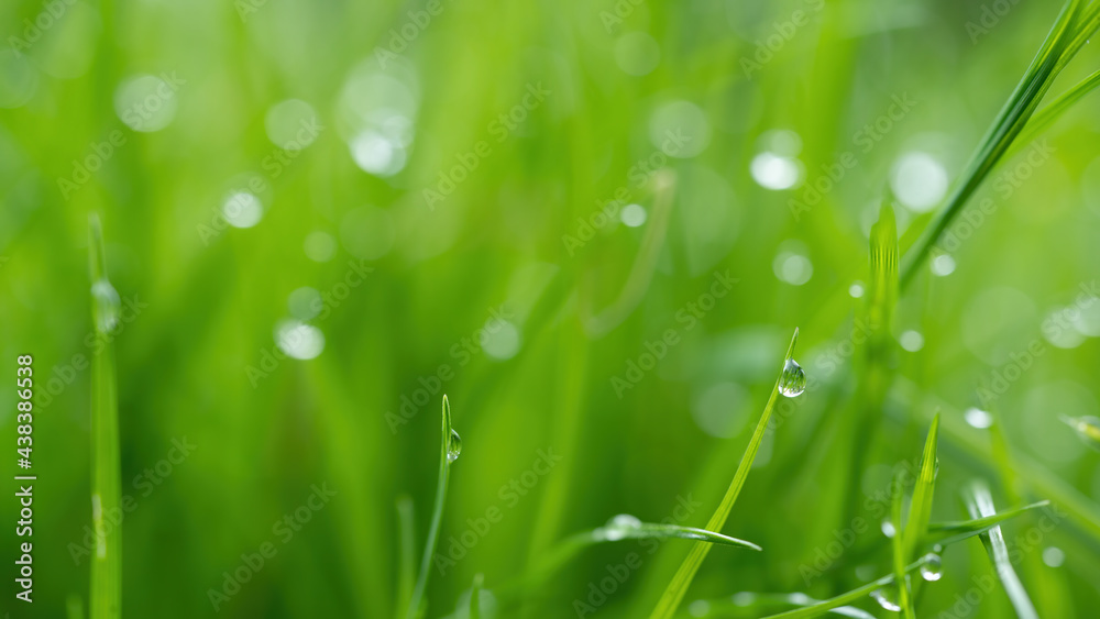Fototapeta premium Juicy green grass on meadow with drops of water dew in morning light in spring summer outdoors close-up macro, panorama background . Artistic image of purity and freshness of nature