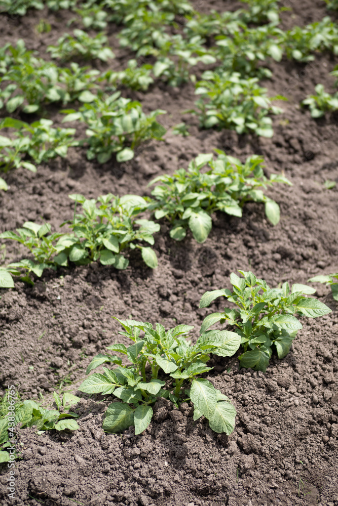 Green young potato plants (Solanum tuberosum) in row growing in garden on brown soil. Close up. Organic farming, healthy food, BIO viands, back to nature concept. Green young potato plants (Solanum tuberosum) in row growing in garden on brown soil. Close up. Organic farming, healthy food, BIO viands, back to nature concept.