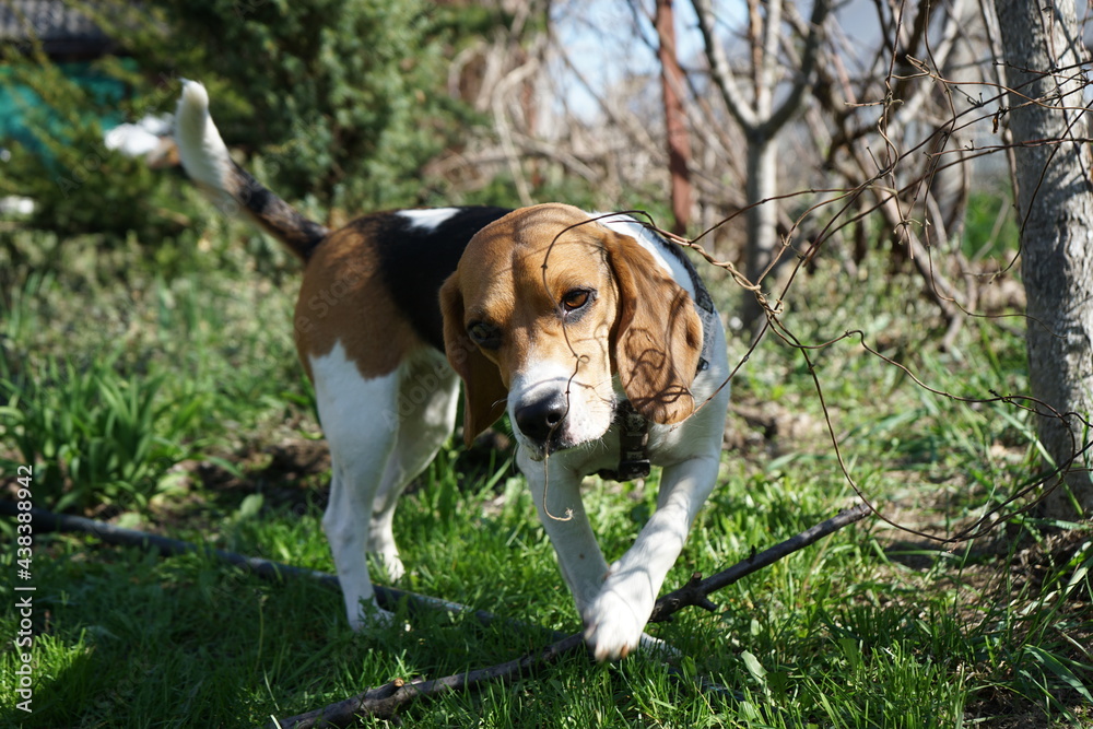 Cute beagle dog sniffing a tree