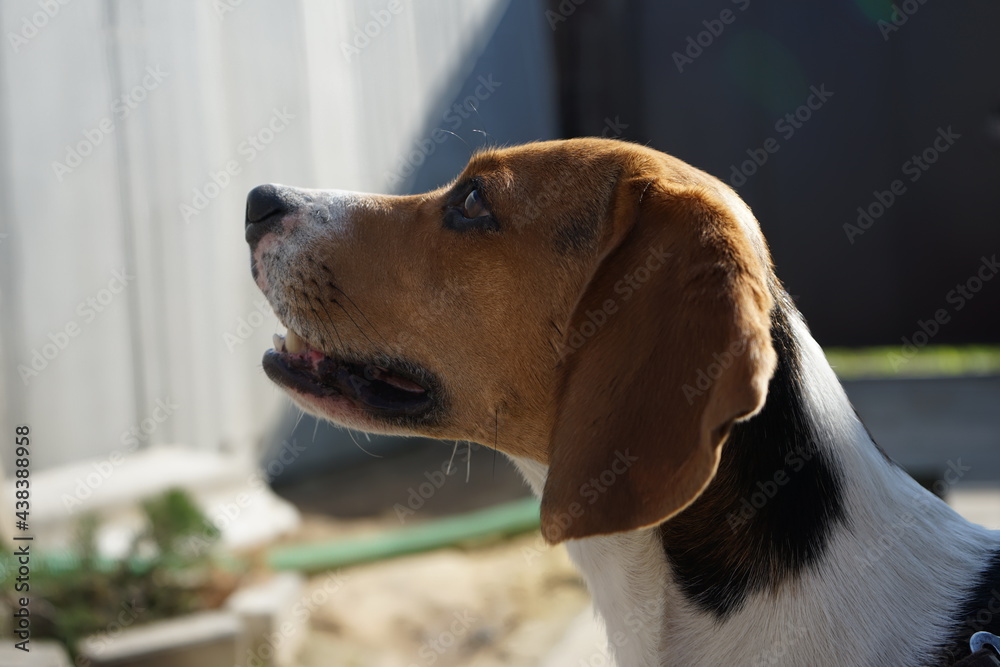 Cute beagle dog portrait side view