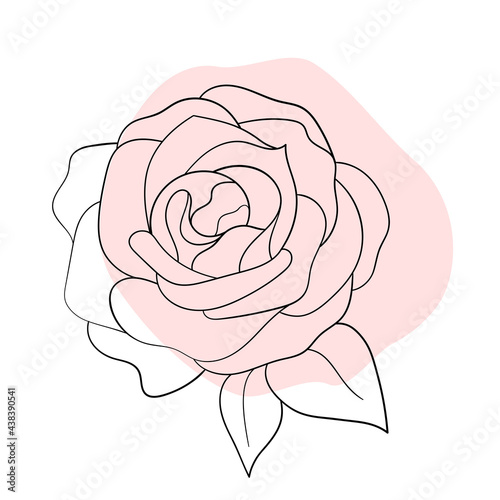 Vector line black illustration graphics flower rosewith colors stains.