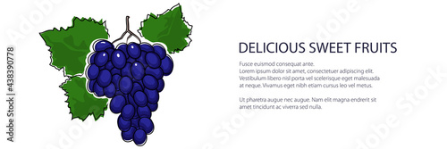 Sweet purple berry grapes banner , fruit isolated on white background, vector illustration