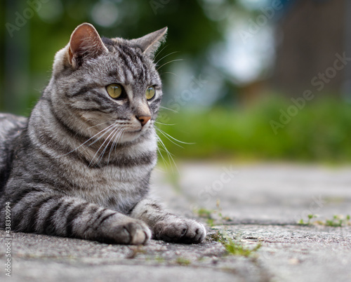 Szary kot leżący na betonowym chodniku