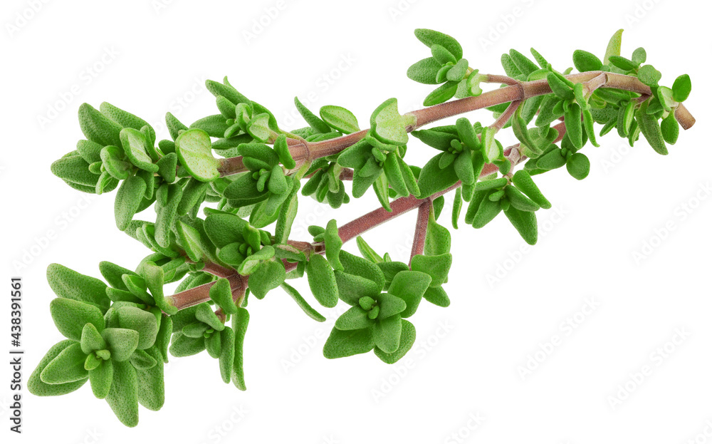 Thyme isolated on white background, full depth of field, clipping path Thyme isolated on white background, full depth of field, clipping path
