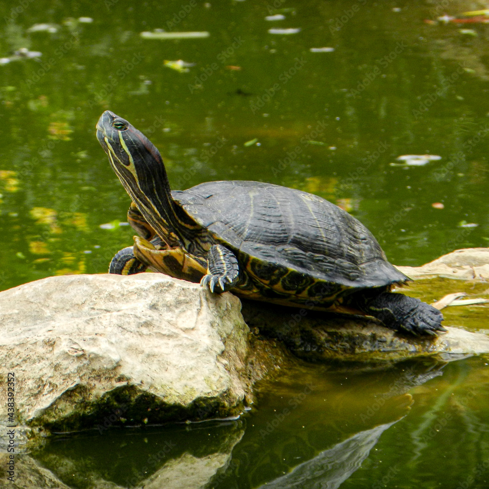 Obraz premium the wild turtles of the pond of my city